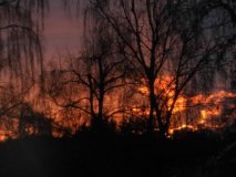 Brennende Bäume (2016 Feb)
