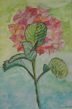 Hyazinthe (aquarell, 20x30, Aug. 2005)