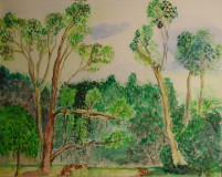 Australische Waldlandschaft (aquarell, 20x30, Feb. 2006)