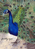 Forty Eyes (Juni 2007)