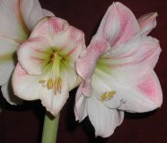 Amaryllis (2014 Feb)