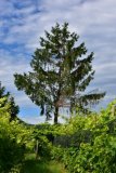Baum  (2016 Juni)