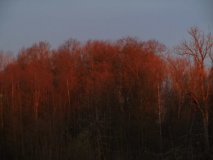Bäume in rot (2016 April)