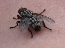 Fliege (2016 Juni)