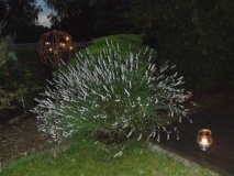 Lavendelblüte (2016 Juni)