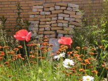 Mauerblümchen (2009 Aug)