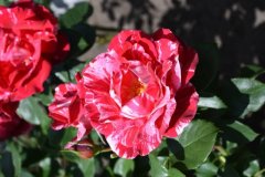 Rose (2016 Juni)