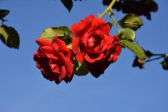 Rosen (2016 Juli)