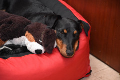Relaxen mit Bully (15.8.17)