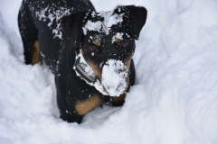 Iwa als Schneemann (Feb 2018)